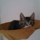一時受付停止中！可愛い子猫の里親募集！ - 蓮田市