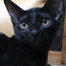 生後3カ月の黒子猫