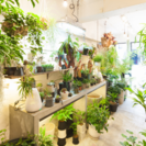 アルバイトスタッフ急募｜銀座にある観葉植物と器の専門店の画像