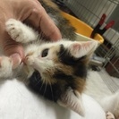 仔猫兄弟5匹のうちのc