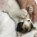 仔猫兄弟5匹のうちのc - 広島市