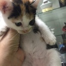 仔猫兄弟5匹のうちのc - 猫