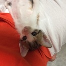 仔猫5兄弟のうちのd