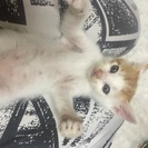 仔猫5兄弟のうちのeくん