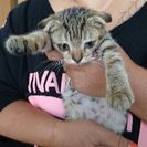 子猫２ヶ月六匹  里親募集