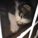 可愛い猫ちゃん