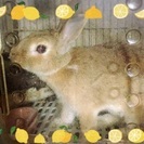 ウサギちゃん里親募集