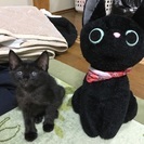 3か月クロネコちゃん