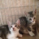 グレー系の子猫 約2カ月