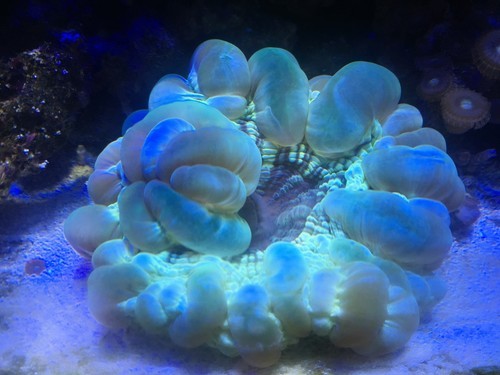 コハナガタサンゴ　クリアグリーン
