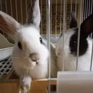 ミニウサギ２匹の里親になって下さい。