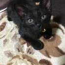 7月9日生まれの子猫ちゃん