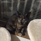 ３、４か月くらいのサビの仔猫