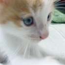 かわいいメスの子猫ちゃんの里親募集