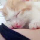 かわいいメスの子猫ちゃんの里親募集 - 盛岡市