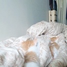 かわいいメスの子猫ちゃんの里親募集 - 猫