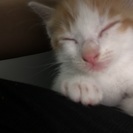 かわいいメスの子猫ちゃんの里親募集 - 里親募集