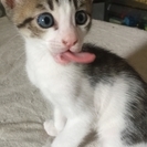 仔猫の里親募集します