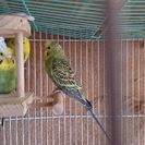 セキセイインコ、オカメインコ、コザクラインコ