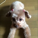  トイプードル♀ 9歳