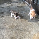 生後二週間の子猫ちゃん 里親募集します！ - 近江八幡市