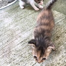 生後二週間の子猫ちゃん 里親募集します！ - 猫