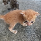 生後二週間の子猫ちゃん 里親募集します！ − 滋賀県