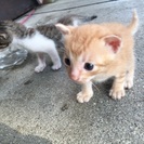 生後二週間の子猫ちゃん 里親募集します！ - 里親募集