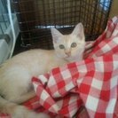 綺麗なクリーム色の美人赤ちゃん猫貰って！