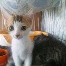 とても可愛い甘えたな美人姉妹猫貰って！