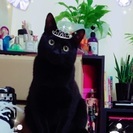 迷子猫助けてください