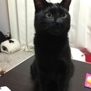 迷子猫助けてください - 太田市