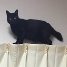 迷子猫助けてください - 手伝って/助けて