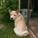 甘えん坊で可愛いテンテンちゃん2ヶ月♀子犬