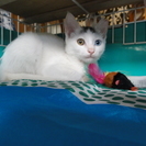 可愛い仔猫です。里親さん募集します。