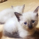 7月上旬生まれの子猫5匹 − 島根県
