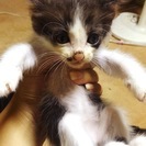 7月上旬生まれの子猫5匹 - 里親募集