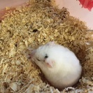 ぶちが可愛いハムちゃんです。 - 相模原市