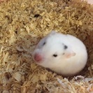 ぶちが可愛いハムちゃんです。 - その他