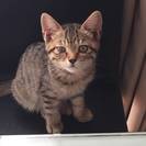 【終了】岩手県久慈市　メスの子猫です