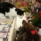 リニューアルオープンスタッフ募集！の画像