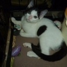 白黒ちゃんの兄弟