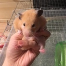 14ヶ月のゴールデンハムスター - 品川区