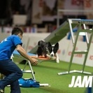ドッグスクール  愛犬の躾  ドッグスポーツ