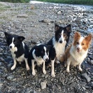 ドッグスクール  愛犬の躾  ドッグスポーツの画像