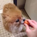 犬友達になって欲しいです