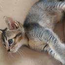 生後二ヶ月目の子猫の里親募集！アビシニアンと八割れＭＩＸ