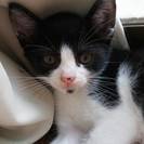 生後二ヶ月目の子猫の里親募集！アビシニアンと八割れＭＩＸ - 深谷市