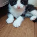 生後二ヶ月目の子猫の里親募集！アビシニアンと八割れＭＩＸ - 猫