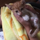 至急求む　子猫の里親。お願いします。 - 白山市